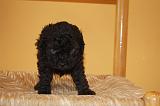 CANICHE TOY 001